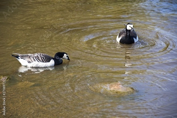 Obraz Finlandia - Helsinki
