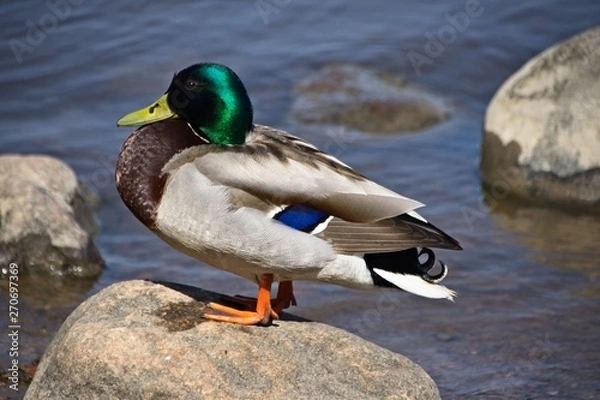 Obraz Finlandia - Helsinki