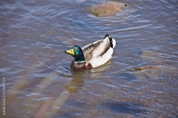 Obraz Finlandia - Helsinki