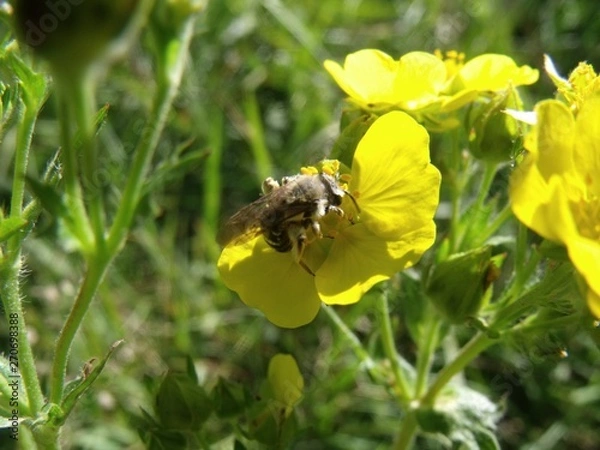 Obraz Bee keeping busy as usual