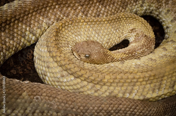 Obraz Vibora de cascabel