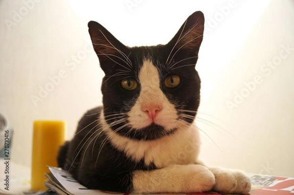 Obraz Gato blanco y negro