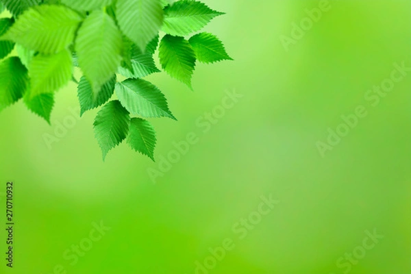 Obraz Branch with green leafs on defocused background (the depth of field is ultra shallow).