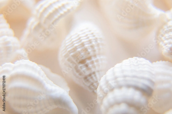 Fototapeta White seashells paradise background. Macro close-up with soft focus on gorgeous seashore. Island far away outstanding resort. Coastline exotic bunch of cockleshells. Romantic fairy tale summer mood.