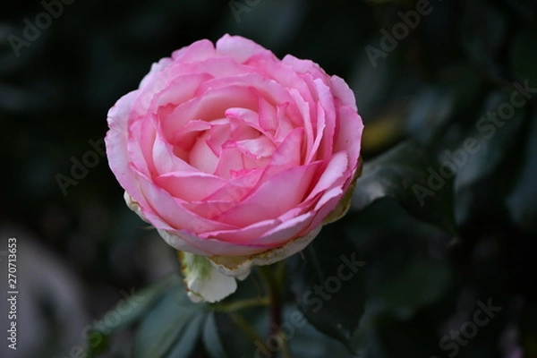 Fototapeta バラの花