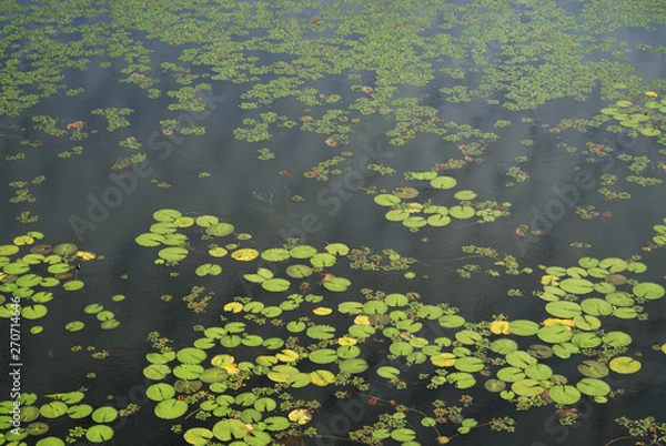 Fototapeta 池　葉　素材