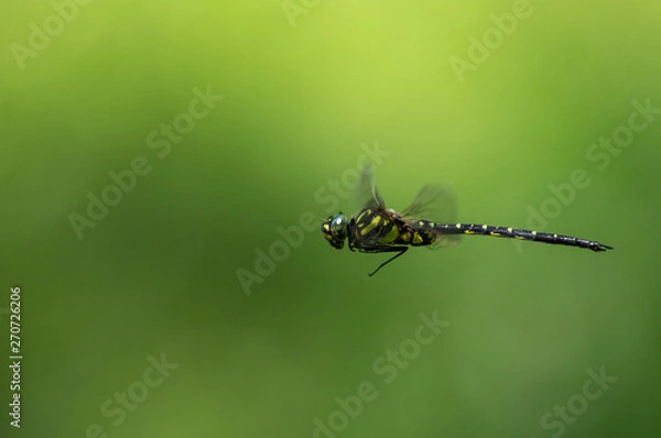 Fototapeta サラサヤンマ　飛翔