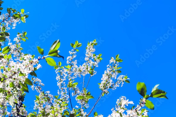 Fototapeta Looking Up the Cherry Tree Branches with Blossoms against the Blue Sky on a Sunny Spring Day. Change of Seasons Concept.