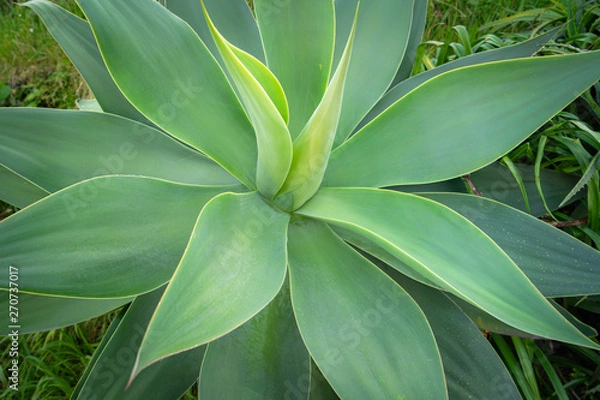 Fototapeta Thick pointy green leaves on shrub, Agave attenuata. ( Agave Dragao )