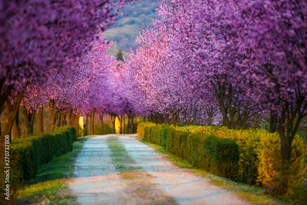 Obraz Springtime landscape 