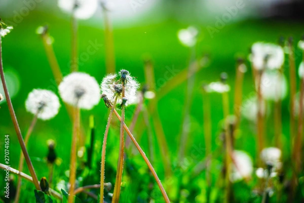 Obraz Dandelions at the end