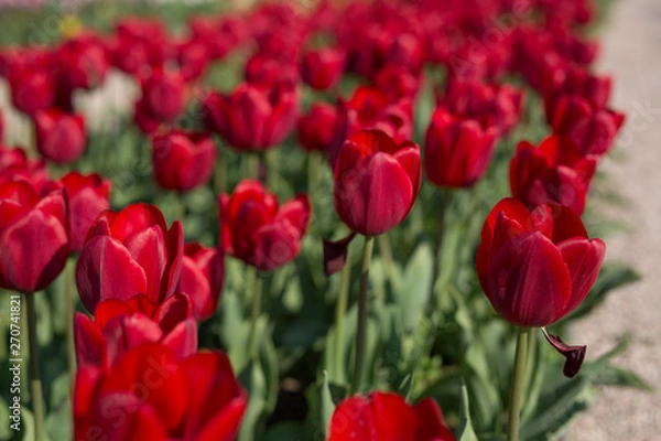 Fototapeta A group of red tulips in the park. Spring postcard background.