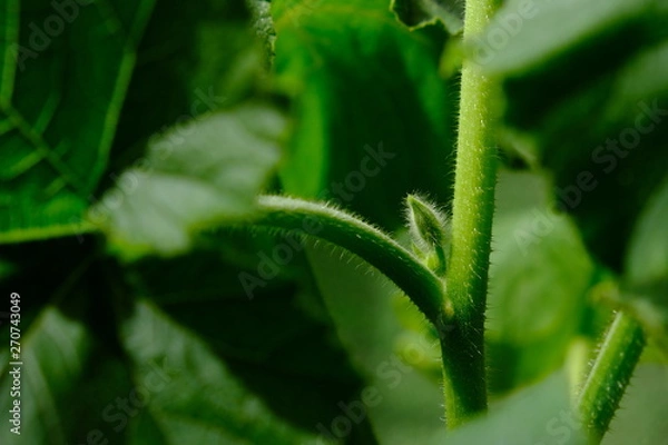 Fototapeta 西洋かぼちゃ　わき芽