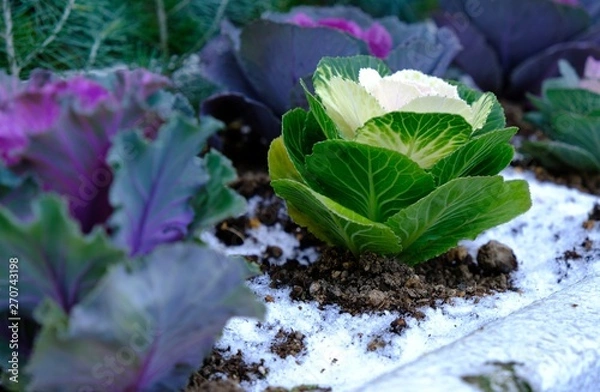 Fototapeta 葉牡丹　白