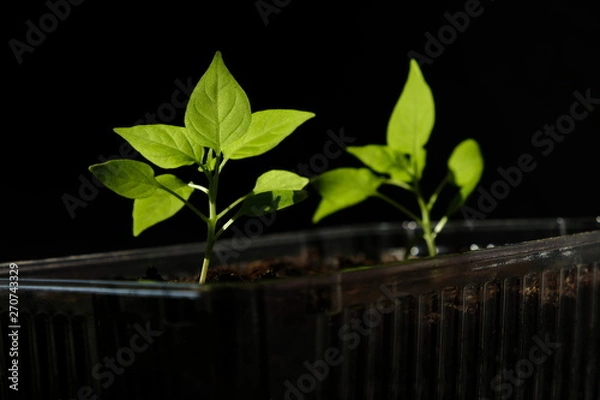 Fototapeta 唐辛子　苗　