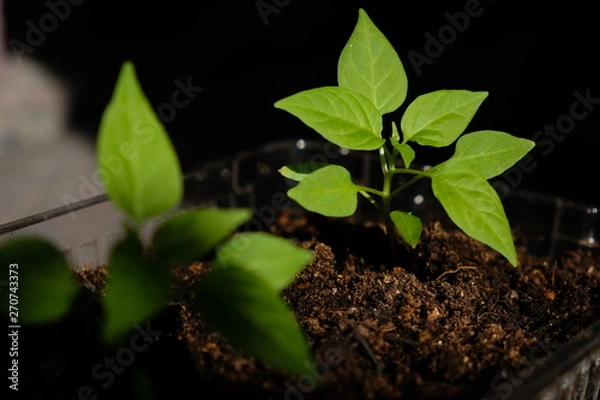 Fototapeta 唐辛子