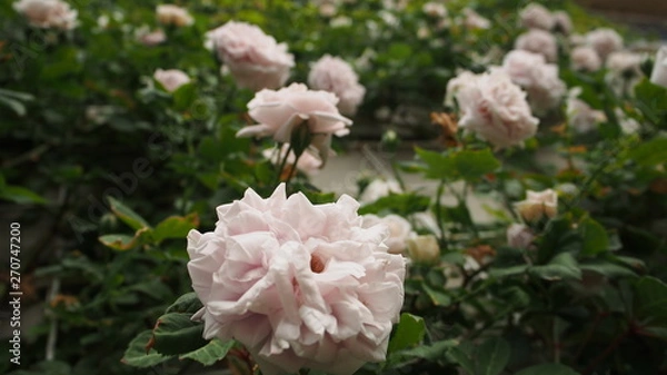 Fototapeta 公園で咲いていた様々なバラとバラのトンネル