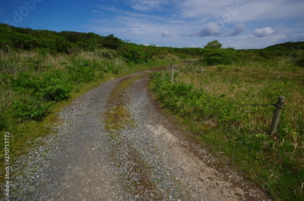 Fototapeta 草むらと砂利道