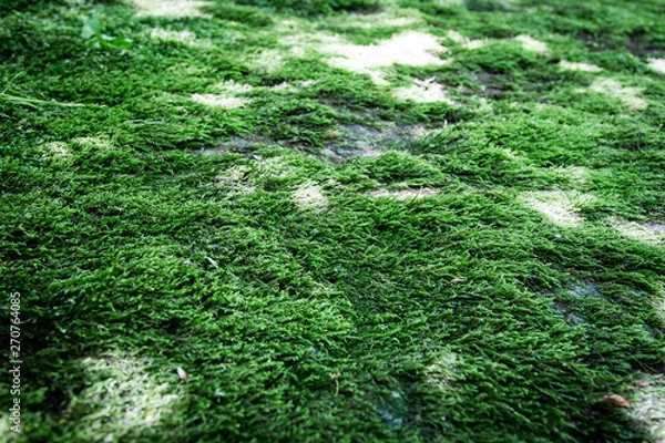 Obraz green moss in a riverbed