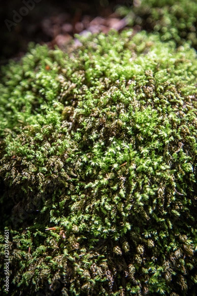 Obraz moss on the wall