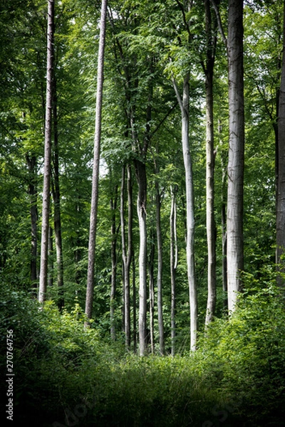 Obraz trees in the forest