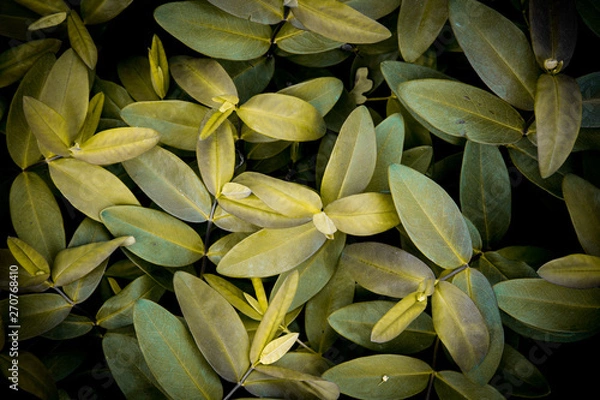 Fototapeta green leaves background