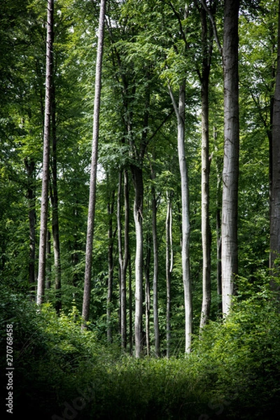 Obraz trees in the forest