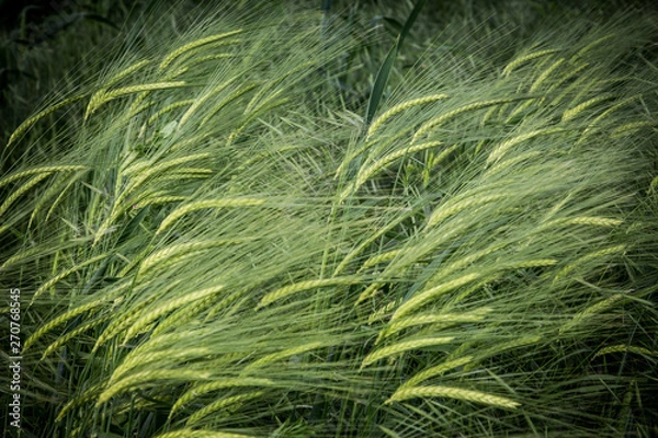 Obraz green grass in the wind