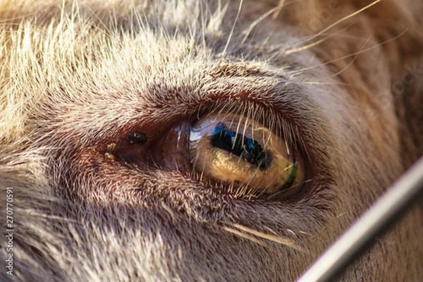 Obraz close-up goat eye. horizontal pupil
