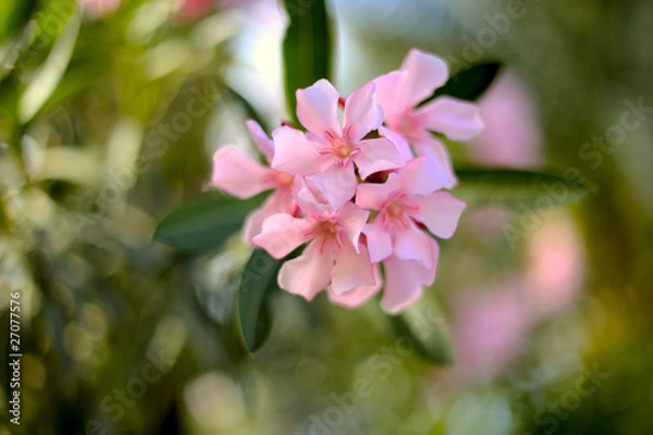 Fototapeta Nerium oleander
