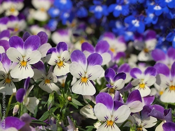 Obraz パンジーの花