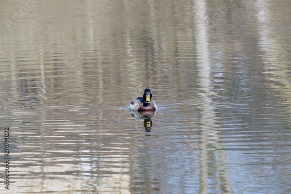 Obraz ente schwimmt im teich