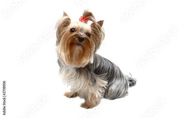 Fototapeta yorkshire terrier