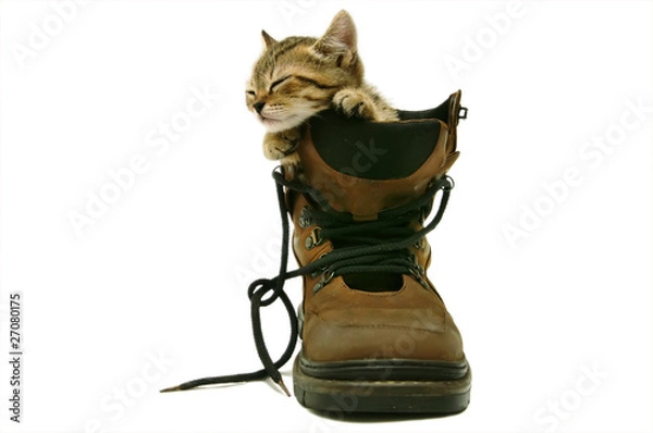 Fototapeta Adorable kitten sleeping