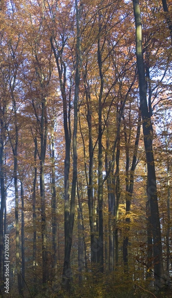 Fototapeta Jesienny las bukowy