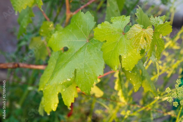 Fototapeta Grape leaf surface with water drops in the garden.