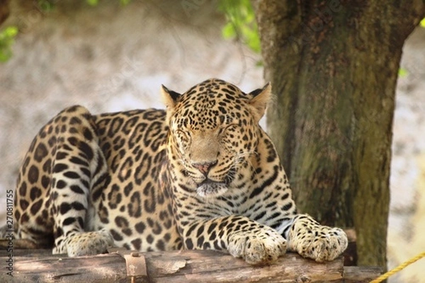 Fototapeta leopard in tree