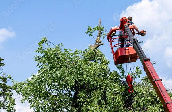 Obraz Tree pruning and sawing by a man with a chainsaw standing on the platform of a mechanical chairlift.