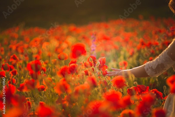 Obraz poppy field at sunset 