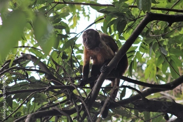 Obraz macaco