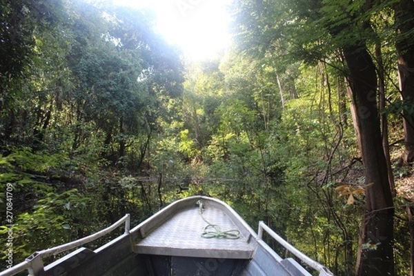 Obraz Descobrindo a floresta amazônica
