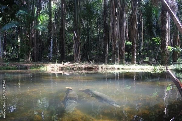 Obraz peixe amazônico