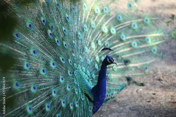 Obraz peacock with flowing tail