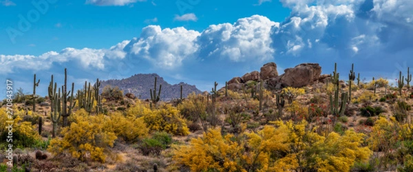 Fototapeta Browns Ranch Desert Preserve In North Scottsdale AZ