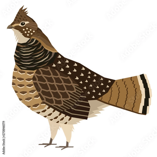 Fototapeta Ruffed grouse Birds collection Vector illustration Isolated object