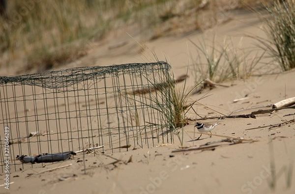 Fototapeta Common ringed plover bird, in Latin called Charadrius hiaticula, on sandy dune next to its place to incubate its eggs protected by special metal cage, Polish seaside