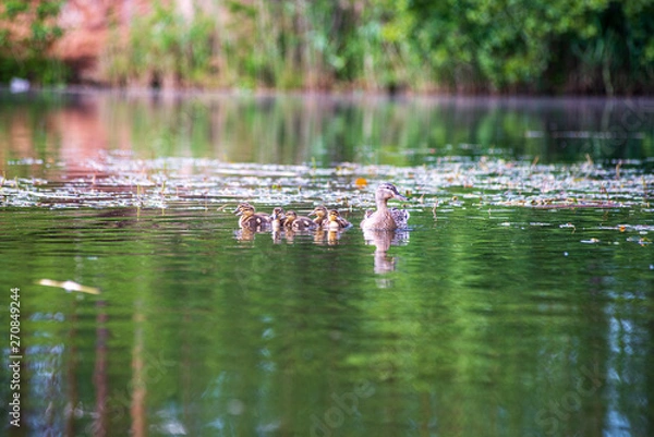 Fototapeta duck mama with ducklings swimming in lake in formation