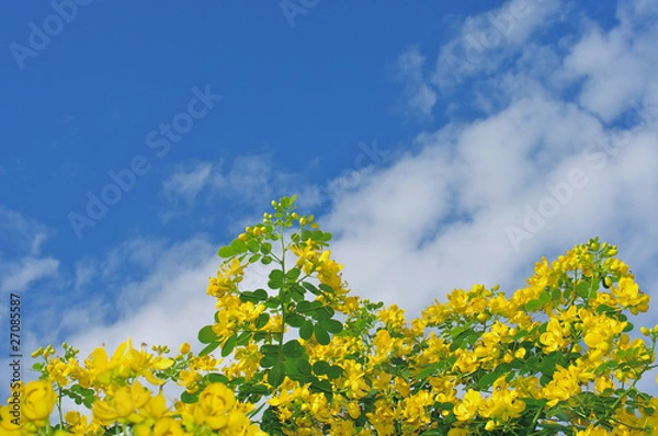 Obraz センナの花と青空