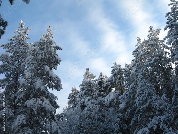 Fototapeta Snow covered fir trees in winter forest scene. Winter snow forest trees background.