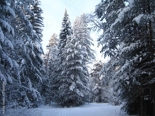 Fototapeta Snow covered fir trees in winter forest scene. Winter snow forest trees background.